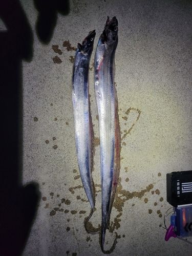 タチウオの釣果