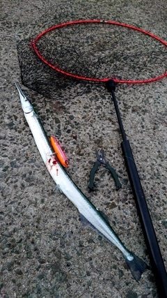 ダツの釣果
