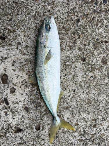 ワカシの釣果