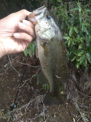 ラージマウスバスの釣果