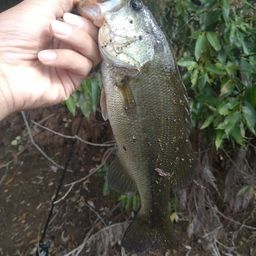 ラージマウスバス