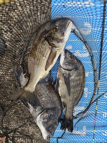 チヌの釣果