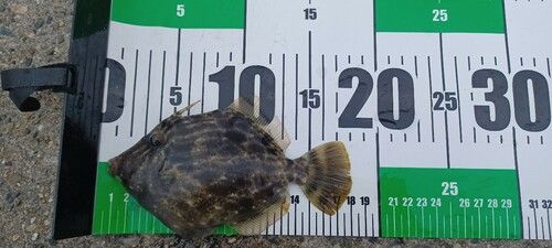 カワハギの釣果