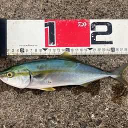 ツバス