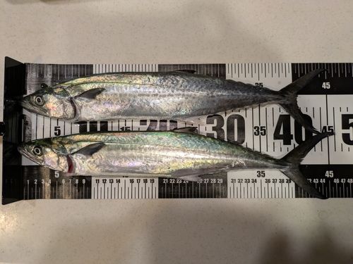 サゴシの釣果