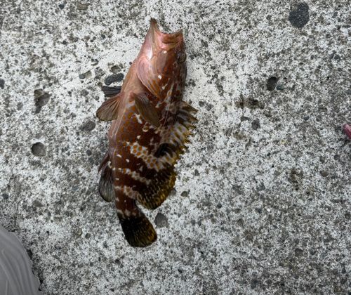キジハタの釣果