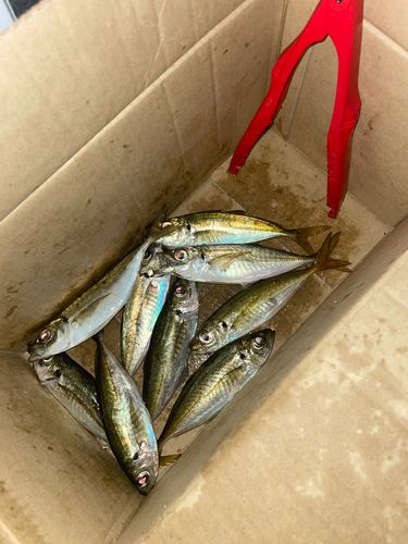 アジの釣果