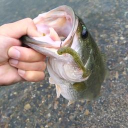 ブラックバス