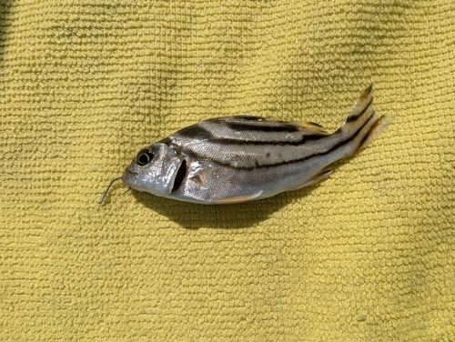 コトヒキの釣果