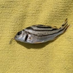 コトヒキ