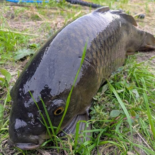 コイの釣果