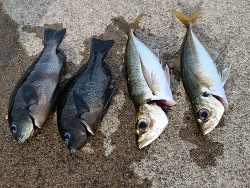 メジナの釣果
