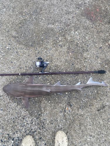 サメの釣果