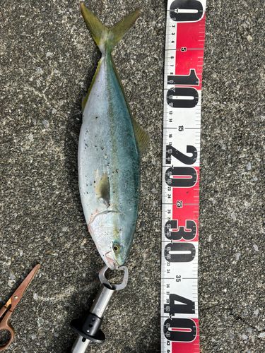 ワカシの釣果