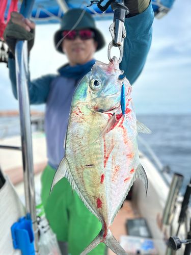 リュウキュウヨロイアジの釣果