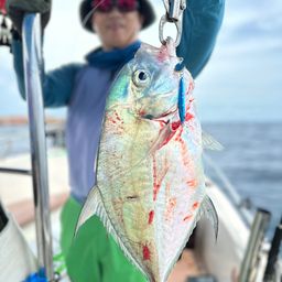 リュウキュウヨロイアジ