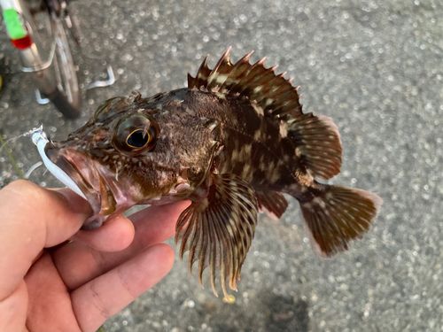 カサゴの釣果