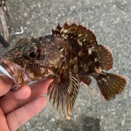 カサゴ