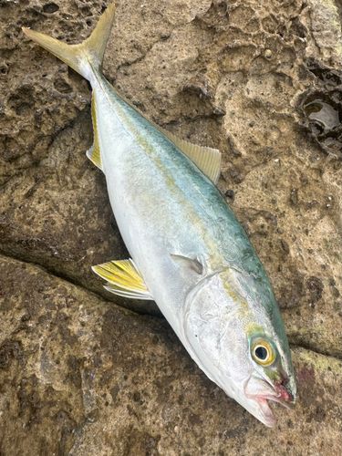 ツバスの釣果