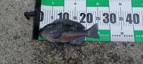 グレの釣果