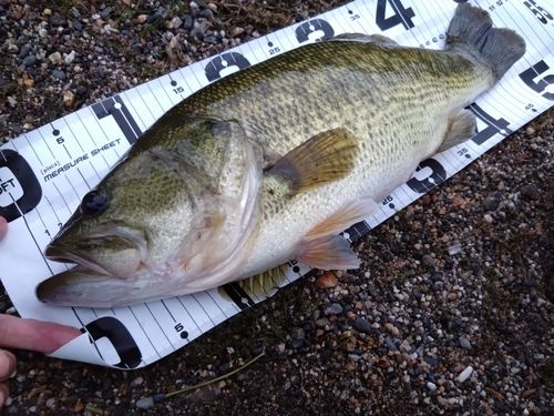 ブラックバスの釣果