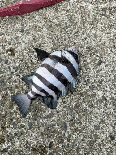 シマダイの釣果