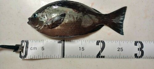 グレの釣果