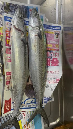 サゴシの釣果