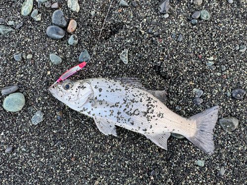 マサバの釣果