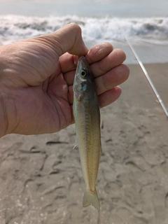 キスの釣果