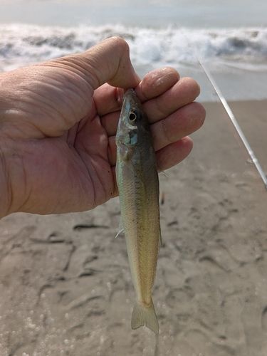 キスの釣果