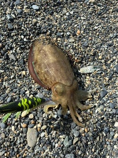 コウイカの釣果