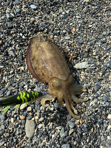 コウイカの釣果