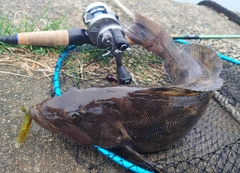 アイナメの釣果