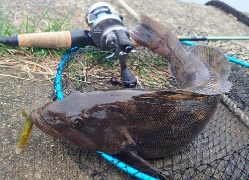 アイナメの釣果