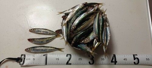 グレの釣果