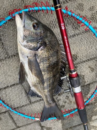 チヌの釣果