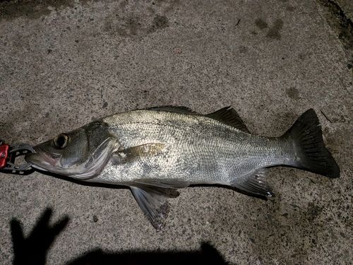 ヒラスズキの釣果