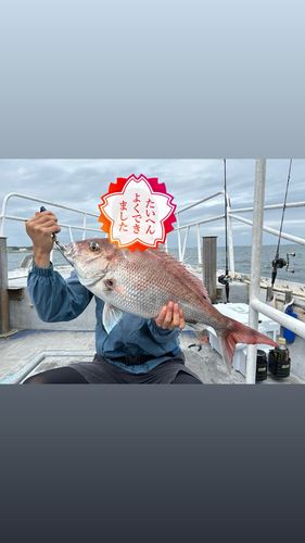 マダイの釣果