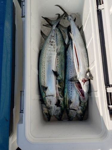 サゴシの釣果