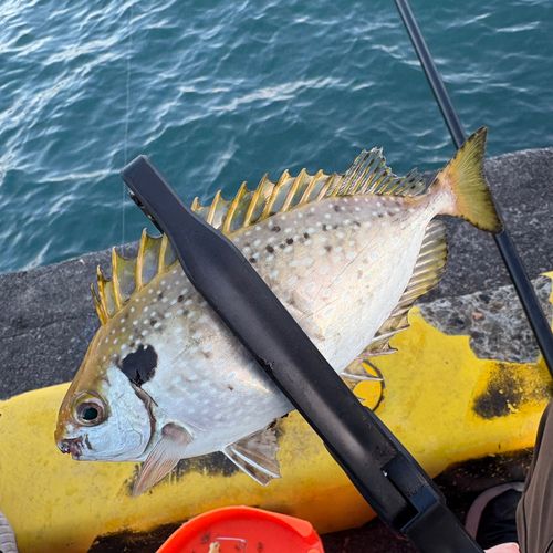 アイゴの釣果