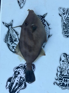 ウマヅラハギの釣果