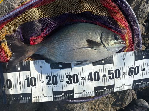 イスズミの釣果