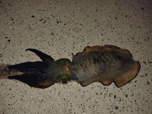 アオリイカの釣果
