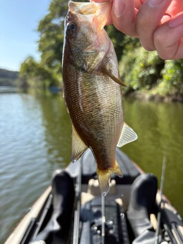 ブラックバスの釣果