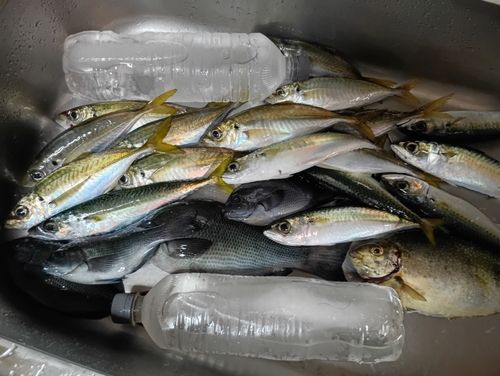マアジの釣果