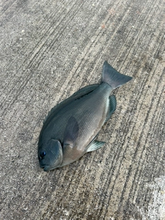 グレの釣果