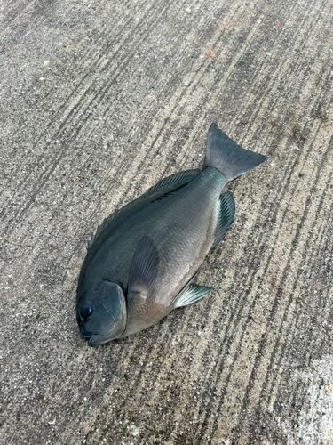 宇佐湾