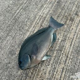 グレ
