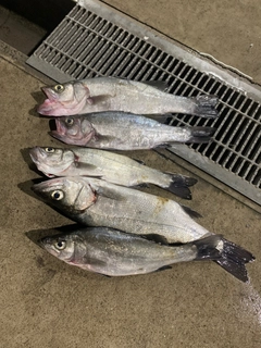 ヒラスズキの釣果